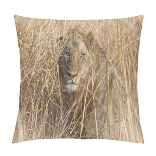 Personality  Wild Lion Pillow Covers