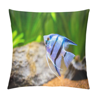 Personality  Portrait Of A Zebra Angelfish In Tank Fish With Blurred Background (Pterophyllum Scalare) Pillow Covers