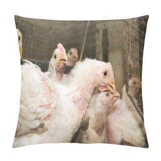 Personality  Young Broiler Chickens At The Poultry Farm. Modern Chicken Farm, Production Of White Meat. Pillow Covers