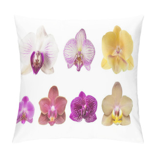 Personality  Detailed Set Of 7 Various Phalaenopsis Orchid Blooms   Isolated On White Background Pillow Covers