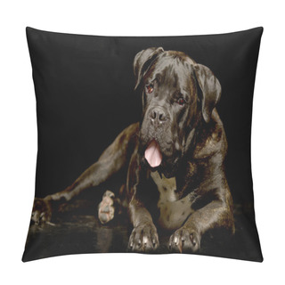 Personality  Studio Shot Of An Adorable Cane Corso Lying On Black Background. Pillow Covers