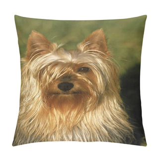 Personality  Silky Terrier, Portrait Of Adult   Pillow Covers