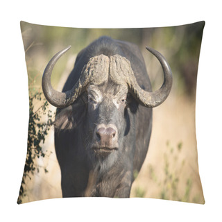 Personality  Buffalo. Part Of The Big 5 Pillow Covers