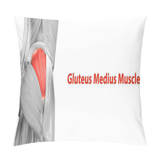 Personality  Human Muscular System Leg Muscles Gluteus Medius Muscle Anatomy. 3D Pillow Covers