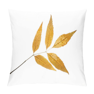 Personality  Isolated Autumn European Ash Leaf Pillow Covers