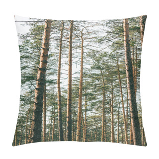 Personality  Beautiful View Of High Pine Trees In Forest  Pillow Covers