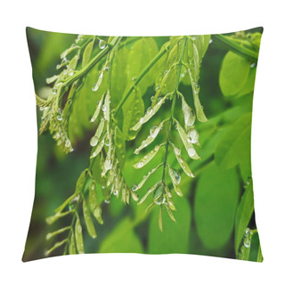 Personality  Fresh Green Foliage Of Black Locust ,Robinia Pseudoacacia - False Acacia Pillow Covers