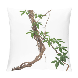 Personality  Twisted Big Jungle Vines With Leaves Of Wild Morning Glory Liana Plant Isolated On White Background, Clipping Path Included. Pillow Covers