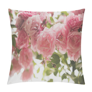 Personality  Closeup Of Rose Bush Flowers In Summer Garden Pillow Covers