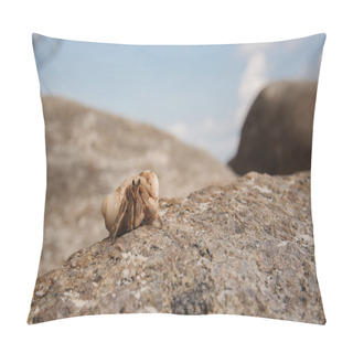 Personality  Hermit Crab Close-up On  Background Of Stone And Ocean Pillow Covers