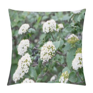 Personality  Cornus Sanguinea, Common Dogwood,  Bloody Dogwood White Flowers  Pillow Covers