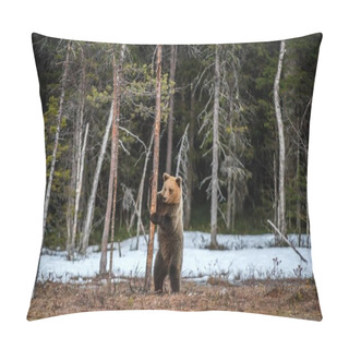 Personality  Brown Bear (Ursus Arctos) Standing On His Hind Legs On A Swamp In The Spring Forest. Pillow Covers