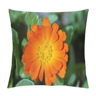 Personality  Closeup Of A Marigold Flower Outdoor Pillow Covers