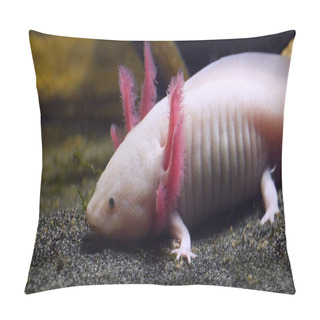Personality  Axolotl, Ambystoma Mexicanum Close Up Pillow Covers