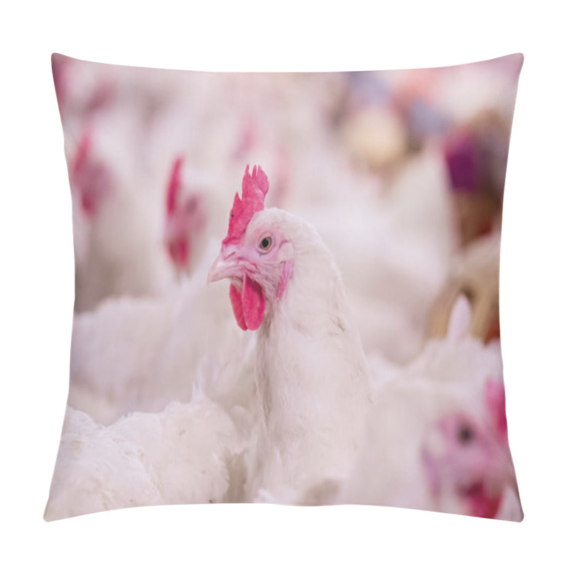 Personality  Poultry farm with broiler breeder chicken. Husbandry, housing business for the purpose of farming meat, White chicken Farm feed in indoor housing. Live chicken for meat, egg production inside storage pillow covers