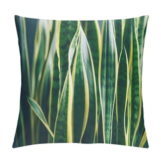 Personality  Green Succulent Plant. Macro Of Leaves Of Sansevieria Trifasciata, Snake Plant. Tropical Background Pillow Covers