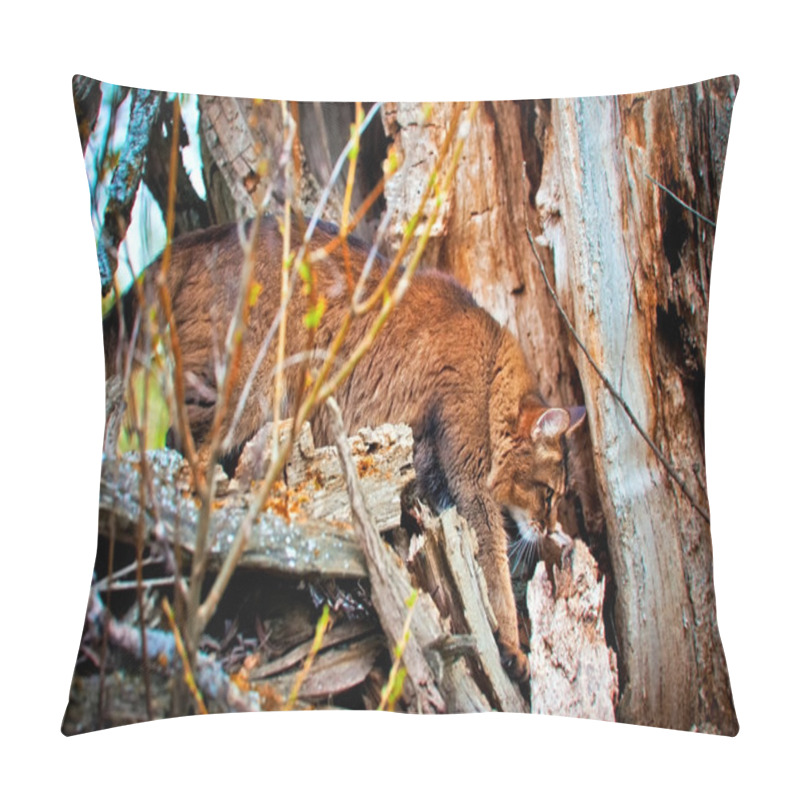 Personality  Somali Cat Hunting Pillow Covers