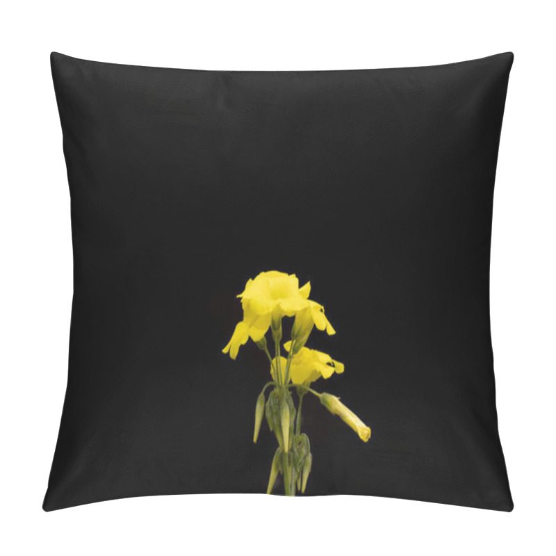 Personality  A Ranunculus acris on a black background. Common names: meadow buttercup, tall buttercup, common buttercup and giant buttercup, tall crowfoot, showy buttercup, cowflock, cowslip, kingscup. pillow covers