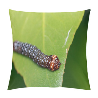 Personality  Image Of Brown Caterpillar On Green Leaves. Insect. Animal. Pillow Covers