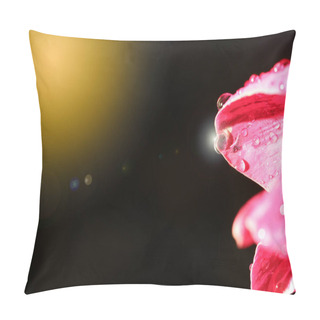 Personality  Macro Night Light Photography Of Tropical Pink Red Petel Flower With Dew After Rain Water Drop, Copy Space For Texxt Logo Pillow Covers