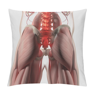 Personality  Human Spine And Pelvis Anatomy Model Pillow Covers