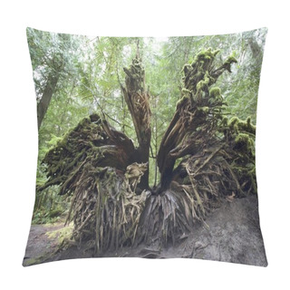 Personality  Upturned Old Growth Douglas-Fir Tree Stump Pillow Covers