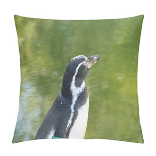 Personality  Zurich, Switzerland, August 3, 2023 Humboldt Penguins Or Spheniscus Humboldti On A Sunny Day At The Zoo Pillow Covers