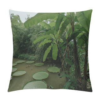 Personality  Rare Species Of Victoria Amazonica At Phuket Thailand Pillow Covers