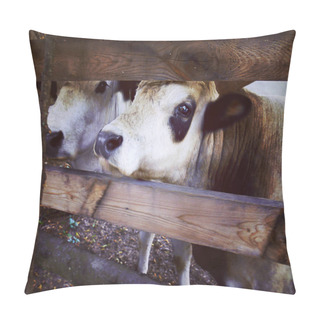 Personality  White Oxen Behind A Wooden Fence Close-up Pillow Covers