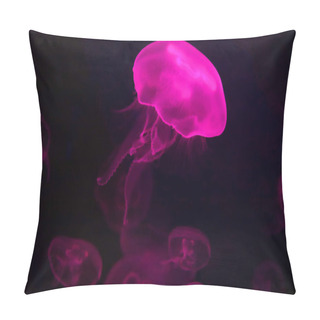 Personality  Aurelia Aurita (also Called The Common Jellyfish, Moon Jellyfish, Moon Jelly Or Saucer Jelly) Is A Widely Studied Species Of The Genus Aurelia Pillow Covers