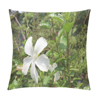 Personality  White Hibiscus Flower On Tree In Farm For Sell Are Cash Crops. It's Have Antioxidants.it's Help Weight Loss, Reduce The Growth Of Bacteria And Cancer Cells And Support The Heart And Liver Pillow Covers