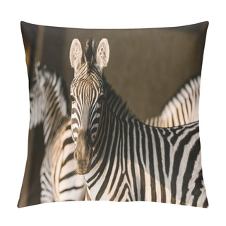 Personality  Close Up View Of Beautiful Striped Zebras At Zoo Pillow Covers