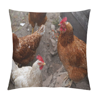 Personality  Chicken Standing On A Rural Garden In The Countryside. Close Up Of A Chicken Standing On A Backyard Shed With Chicken Coop. Pillow Covers