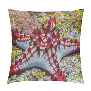 Personality  Red Starfish, Asteroid From The Tropical Sea      Pillow Covers