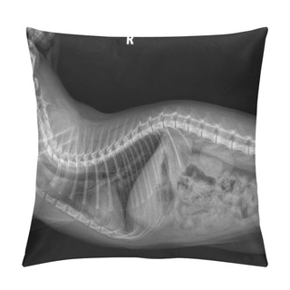 Personality X-ray Of A Cats Chest On Black Background Right Side. Tomography Of Cat Lungs Side View. X Ray Normal Cat Thorax. Veterinarian Diagnostic Screening Test. Medical Imagery. Cat Anatomy Pillow Covers
