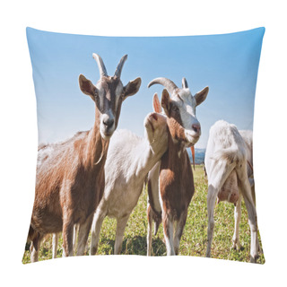 Personality  Group Of Goats With One Snuggling To An Other One Pillow Covers