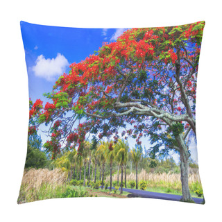 Personality  Exotic Tropical Tree Flamboyant With Red Flowers. Mauritius Island. Pillow Covers