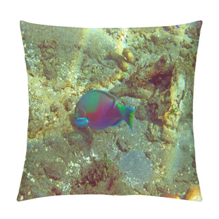 Personality  Thriving  Coral Reef Alive With Marine Life And   Fish, Bali.    Pillow Covers