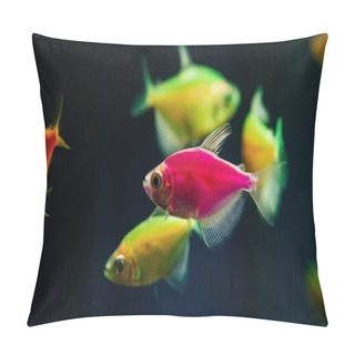 Personality  Pink And Lemon Glowing Tetra Glofish Breed, Colorful Adults, Freshwater Characin Fish In Natural Aquarium, Free Space Dark Blur Background Of Pet Shop, Popular Ornamental Enduring Species For Beginners Pillow Covers