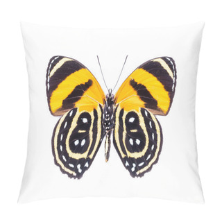 Personality  Beautiful Colorful Dotted Butterfly Isolated On White Pillow Covers