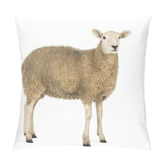 Personality  Side View Of A Sheep Looking Away Against White Background Pillow Covers