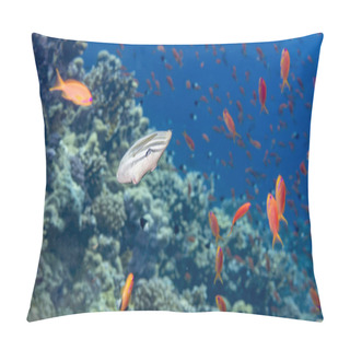 Personality  Head-on View Of Sailfin Tang Amidst Vibrant Anthias In A Stunning Coral Reef Scene, Red Sea. Underwater Beauty. Pillow Covers