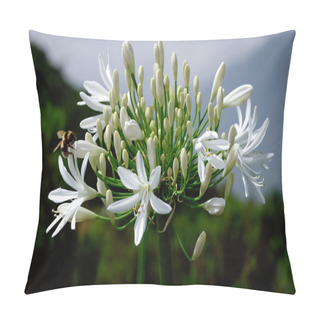 Personality  Wild White Agapanthus By The Roadside In Madeira Pillow Covers