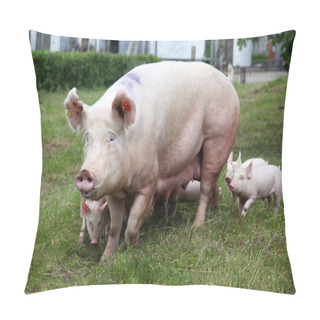 Personality  Little Pigs Breast-feeding Closeup At Animal Farm Rural Scene Summertime Pillow Covers