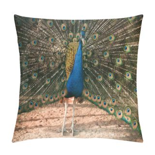 Personality  Closeup Image Of Peacock Showing Feathers At Zoo  Pillow Covers