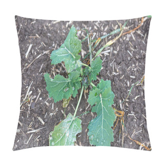 Personality   Green Leaf Of Winter Rape. Young Canola Growing On A Field  Pillow Covers