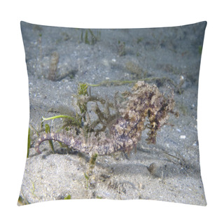 Personality  A Long-snouted Seahorse (Hippocampus Guttulatus) In Florida, USA Pillow Covers