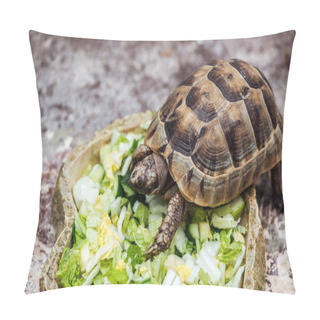 Personality  Cute Turtle Eating Fresh Sliced Vegetables In Stone Bowl Pillow Covers