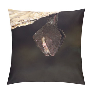 Personality  Greater Horseshoe Bat( Rhinolophus Ferrumequinum) Pillow Covers