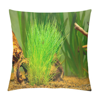 Personality  Selective Focus Of A Dwarf Spikerush (Eleocharis Parvula) Isolated On A Fish Tank With Blurred Background - Also Known As Small Spikerush And Hairgrass Pillow Covers